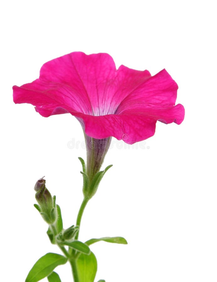 Fleur rose de pétunia image stock Fleur rose de pétunia image stock
