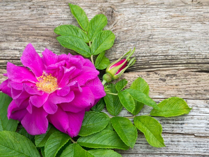 Fleur rose de rugosa rose-foncé avec les feuilles et le bourgeon images stock Fleur rose de rugosa rose-foncé avec les feuilles et le bourgeon images stock