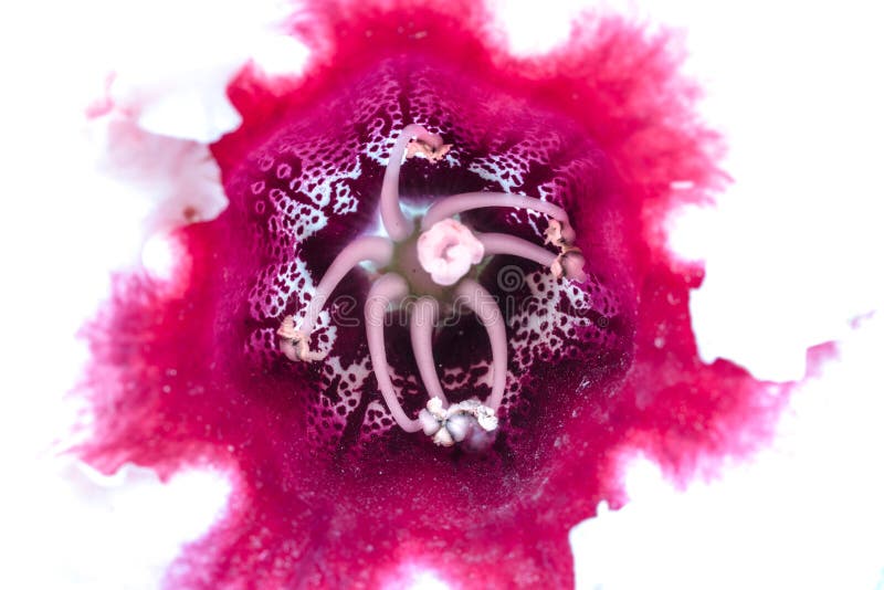 Fleur rose et blanche de Bealtiful de gloxinia photos libres de droits Fleur rose et blanche de Bealtiful de gloxinia photos libres de droits