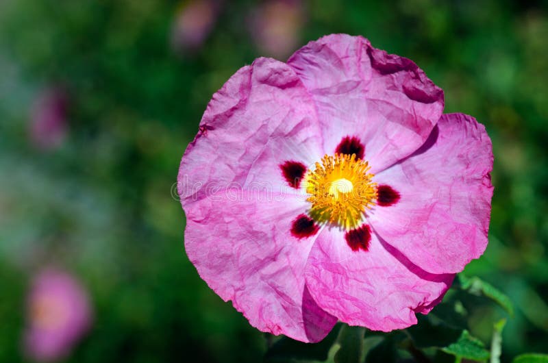 Fleur rose lumineuse photos libres de droits Fleur rose lumineuse photos libres de droits