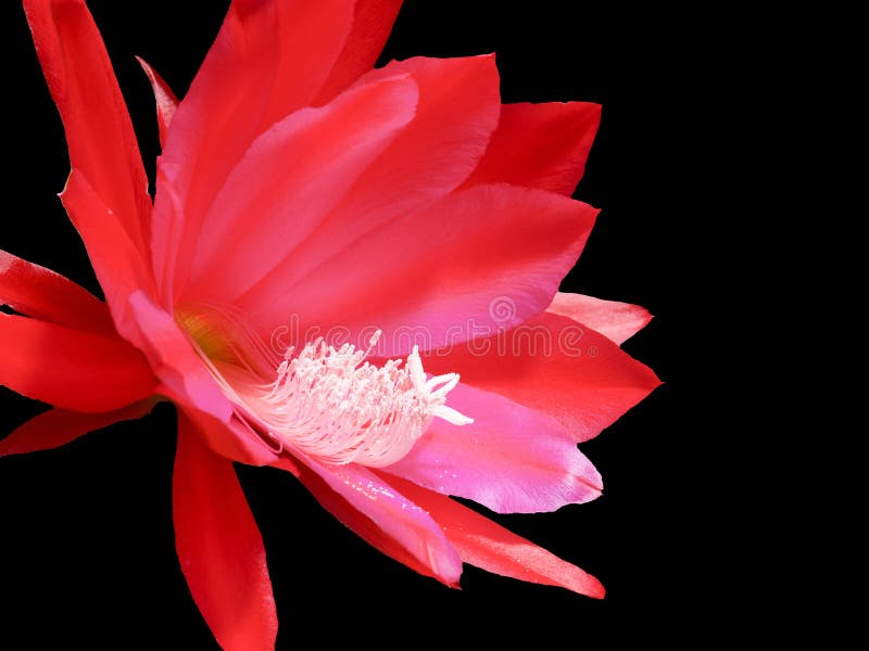 Fleur rose vif photographie stock