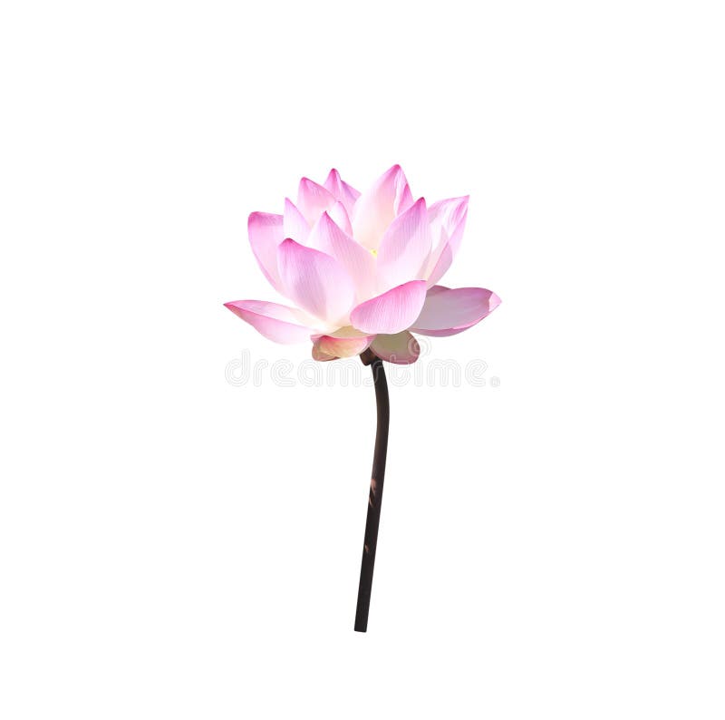 Fleur de lotus rose clair