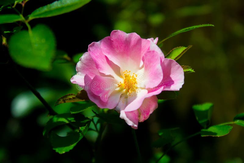 Fleur Rose rose sur l'arbre images stock Fleur Rose rose sur l'arbre images stock