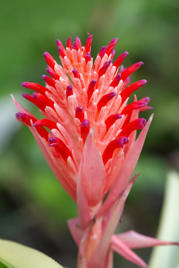 Fleur rouge colorée de bromélia image stock Fleur rouge colorée de bromélia image stock