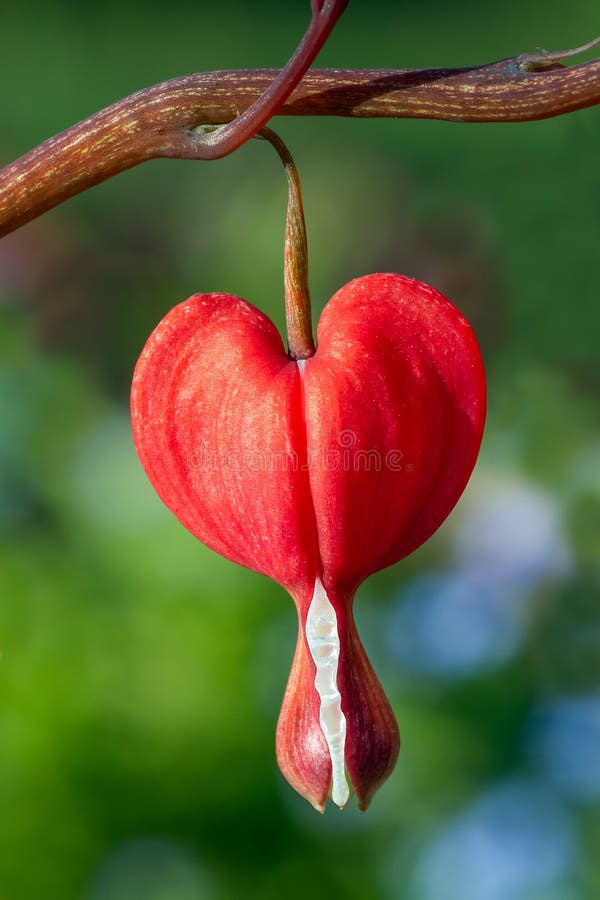 A vivid red bleeding heart flower in the spring perennial garden. A vivid red bleeding heart flower in the spring perennial garden.