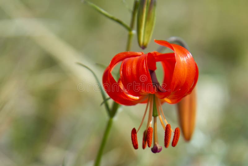 Fleur rouge de martagon de Lilium du lac Baïkal photographie stock Fleur rouge de martagon de Lilium du lac Baïkal photographie stock