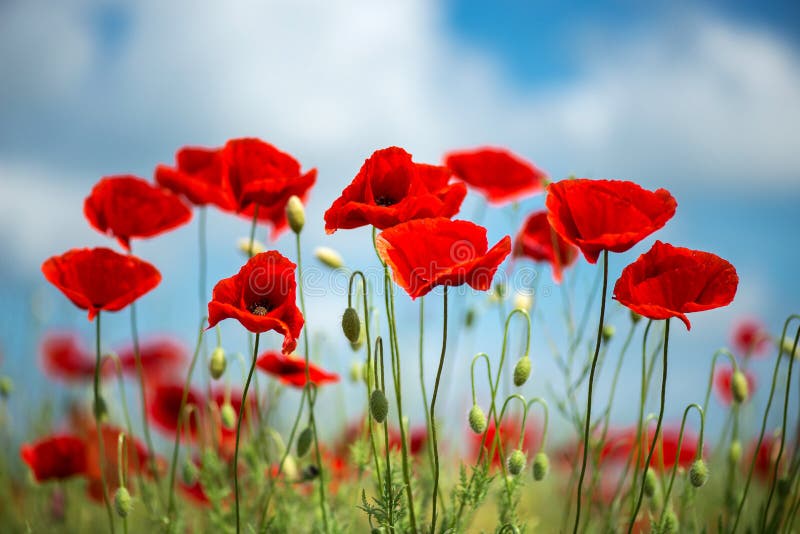 Fleur Rouge De Pavots De Fleurs Sur Le Champ Sauvage Pavots Rouges De Beau  Champ Avec Le Foyer Sélectif Lumière Molle Drogues Nat Image stock - Image  du zone, normal: 134867599