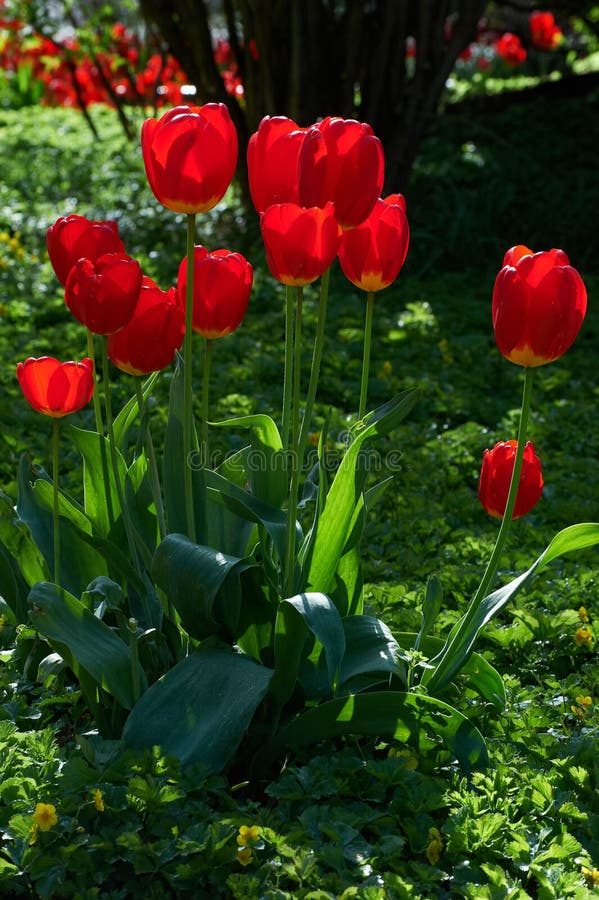 Fleur rouge, tulipe, Liliaceae photo libre de droits Fleur rouge, tulipe, Liliaceae photo libre de droits
