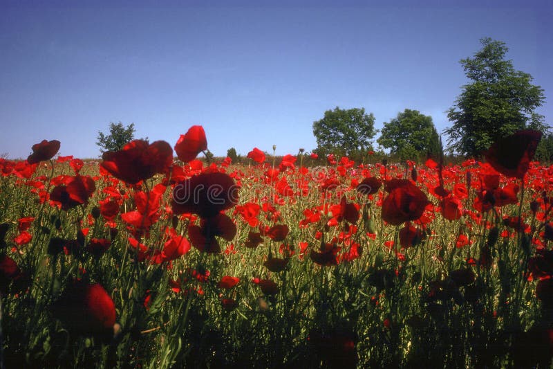 Fleur rouge un champ entier de dessous photos stock Fleur rouge un champ entier de dessous photos stock