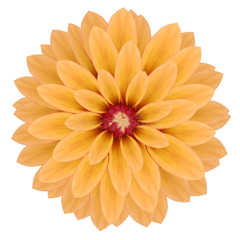 Fleur réaliste rose de chrysanthème illustration de vecteur Fleur réaliste rose de chrysanthème illustration de vecteur