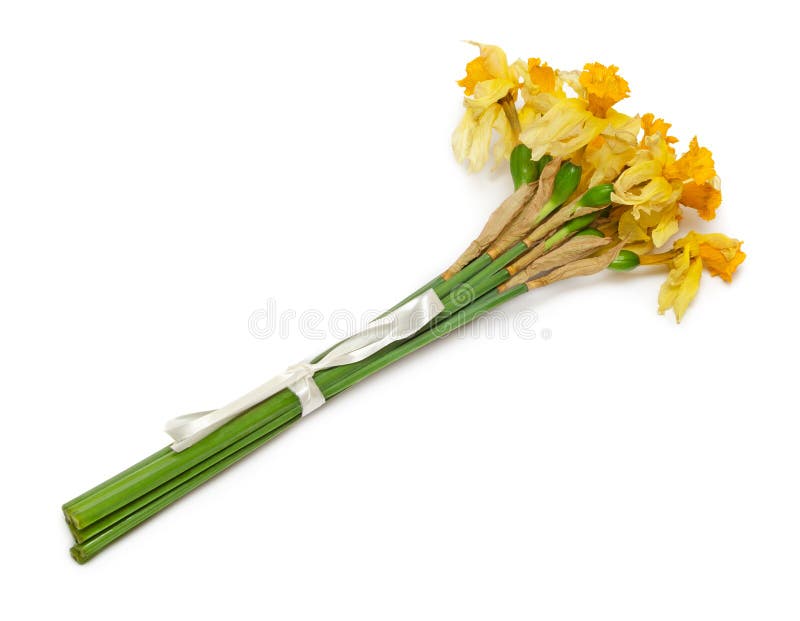 Fleur sèche de jonquille image stock. Image du partir - 39429211