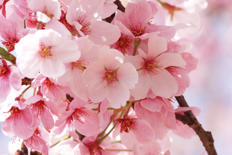  Fleur  Sakura  photo stock Image  du botanique nature 