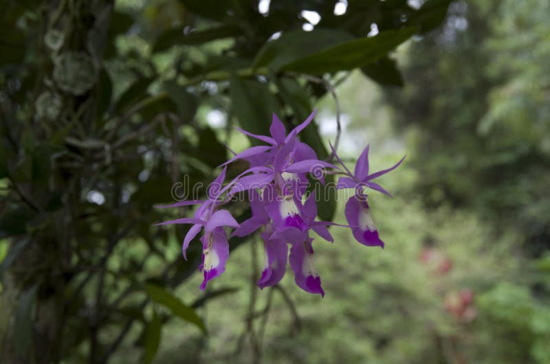 Fleur sauvage d'orchidée photo libre de droits Fleur sauvage d'orchidée photo libre de droits