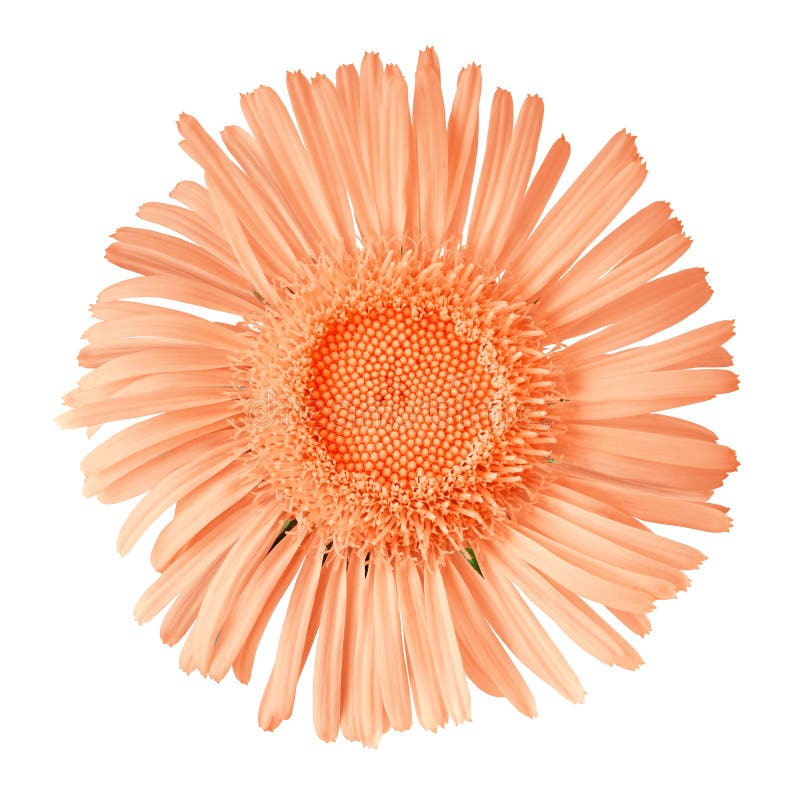 Fleur sauvage de corail d'isolement sur le fond blanc Fin de bourgeon floral vers le haut image libre de droits Fleur sauvage de corail d'isolement sur le fond blanc Fin de bourgeon floral vers le haut image libre de droits