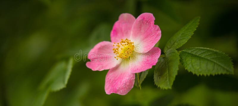 Fleur sauvage de cynorrhodon rose dans une forêt verte photo stock Fleur sauvage de cynorrhodon rose dans une forêt verte photo stock