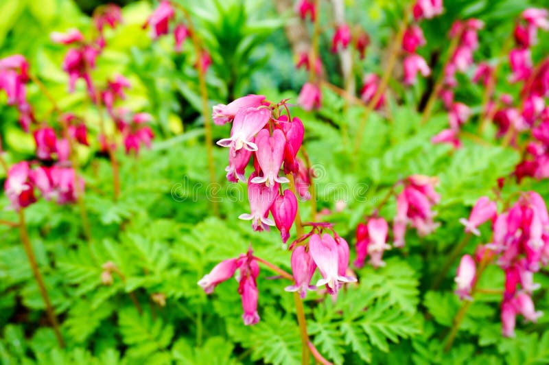 Wild bleeding-heart flower (Dicentra eximia flower). Fringed bleeding-heart or turkey-corn flowers. Beautiful pink flowers in spring, Finland. Heart shape flower.Sign of love. Wild bleeding-heart flower (Dicentra eximia flower). Fringed bleeding-heart or turkey-corn flowers. Beautiful pink flowers in spring, Finland. Heart shape flower.Sign of love.