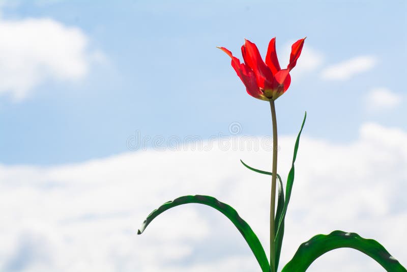 Fleur sauvage de tulipe images libres de droits
