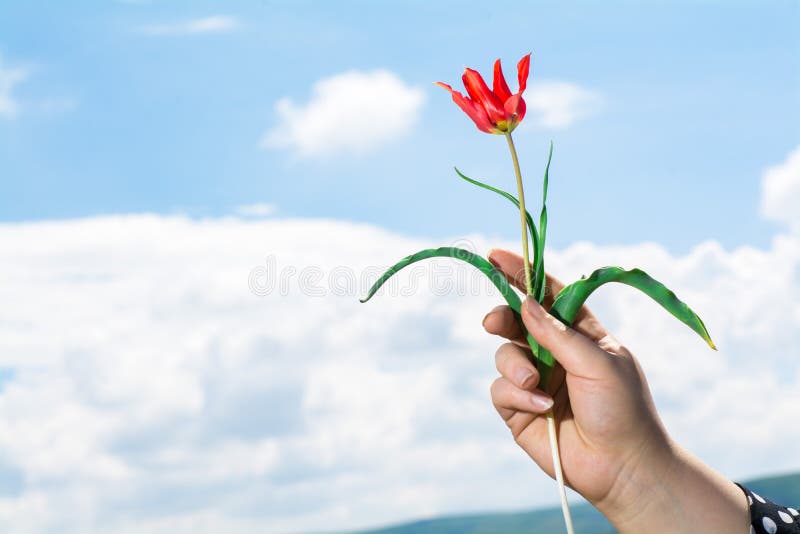 Fleur sauvage de tulipe photo libre de droits