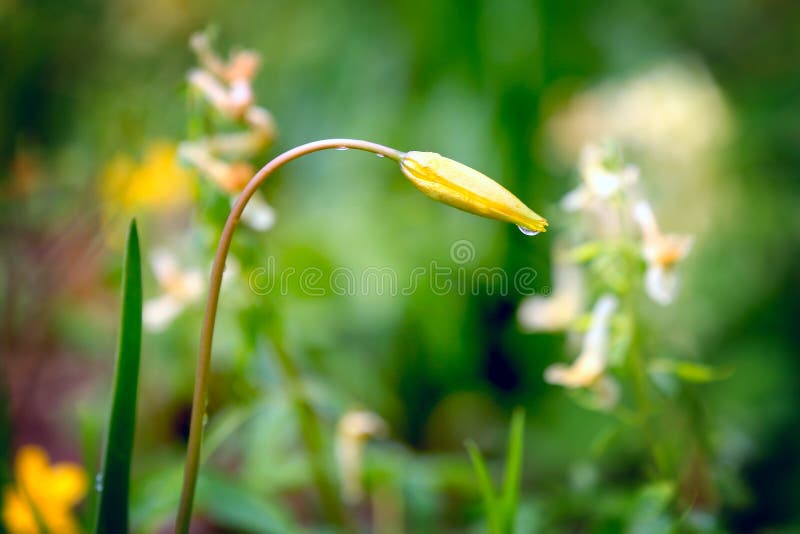 Fleur sauvage de tulipe après pluie photo libre de droits