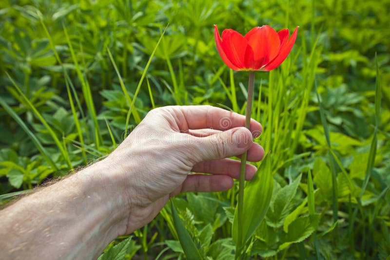 Fleur sauvage de tulipe dans la main de l'homme photographie stock libre de droits