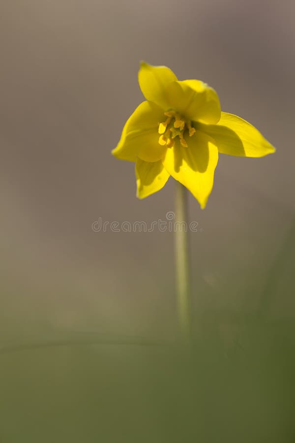 Fleur sauvage du soleil de jaune de ressort de Biberstein de tulipe images libres de droits
