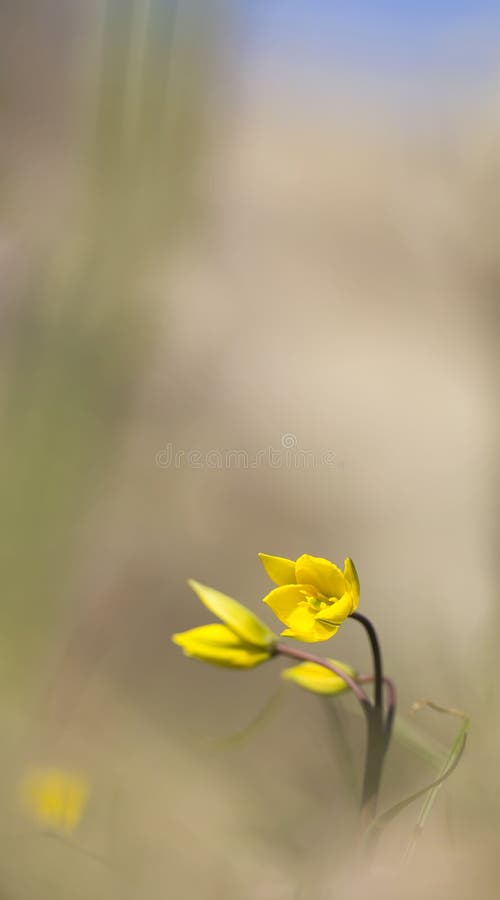 Fleur sauvage du soleil de jaune de ressort de Biberstein de tulipe photos libres de droits