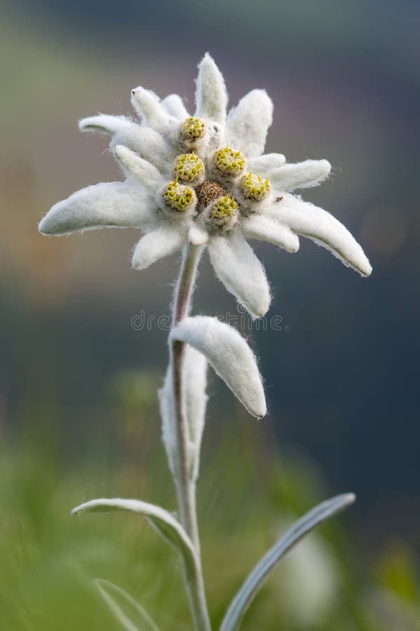 Fleur Sauvage Edelweiss Leontopodium Nivale Photo stock - Image du lames,  normal: 185665586