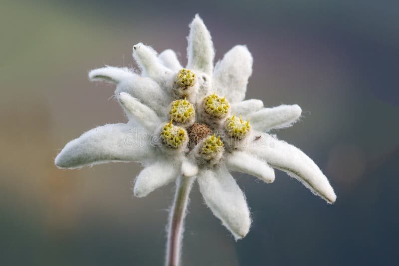 Fleur Sauvage Edelweiss Leontopodium Nivale Photo stock - Image du feutre,  isolement: 185666428