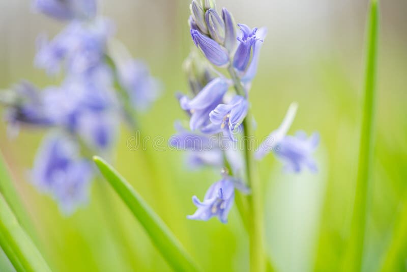 Fleur Sauvage. Jacinthe Des Bois Ou Jacinthe Sauvage. De Nonscripta  Hyacinthoides Photo stock - Image du herbe, feuillage: 177352826