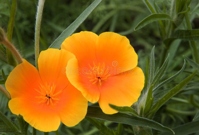 184 Photos de Fleur Sauvage Orange De Rhoeas De Pavot De Pavot - Photos de  stock gratuites et libres de droits de Dreamstime