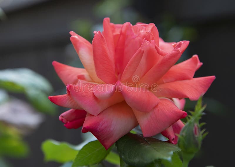 Fleur simple de rose de rouge de vue de plan rapproché, Seattle, Washington photos stock Fleur simple de rose de rouge de vue de plan rapproché, Seattle, Washington photos stock