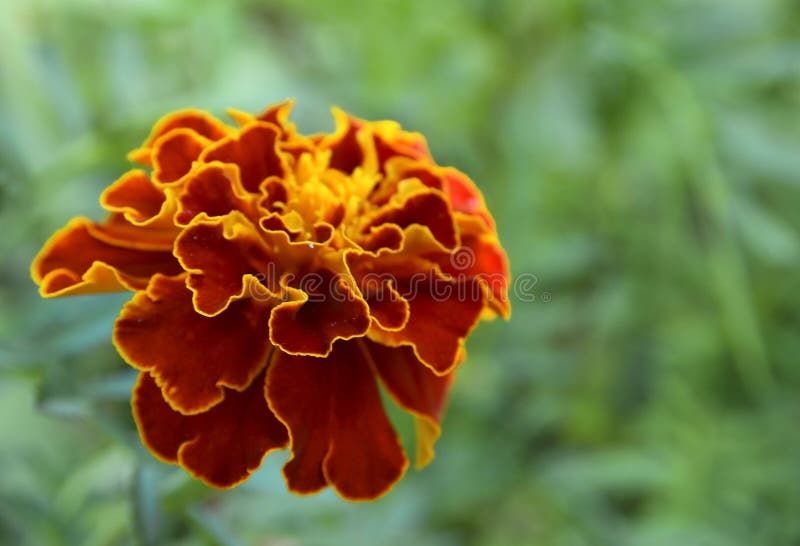 Fleur souci français ou de patula jaune rouge de Tagetes dans le jardin d'été image libre de droits Fleur souci français ou de patula jaune rouge de Tagetes dans le jardin d'été image libre de droits