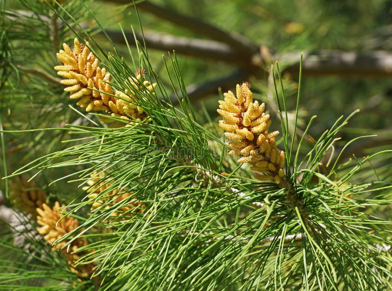 Cosses de pollen de pin image stock. Image du arbre - 109681835