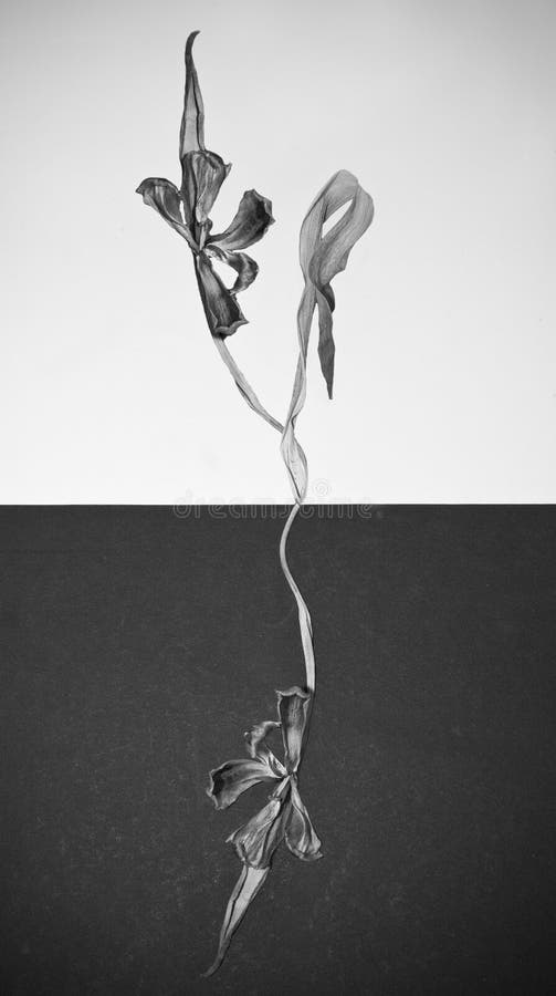 Fleur sèche noire et blanche de résumé avec des feuilles photo libre de droits Fleur sèche noire et blanche de résumé avec des feuilles photo libre de droits