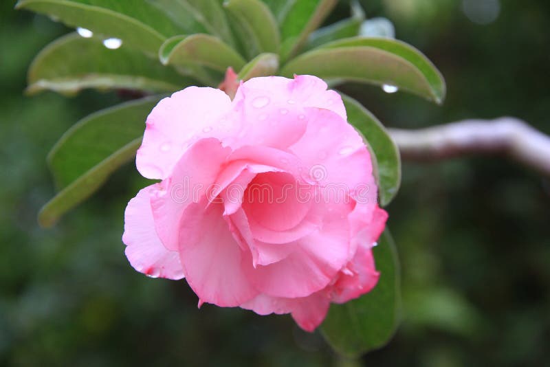 Fleur Thaïlandaise Rose Est Une Plante Fleurissante