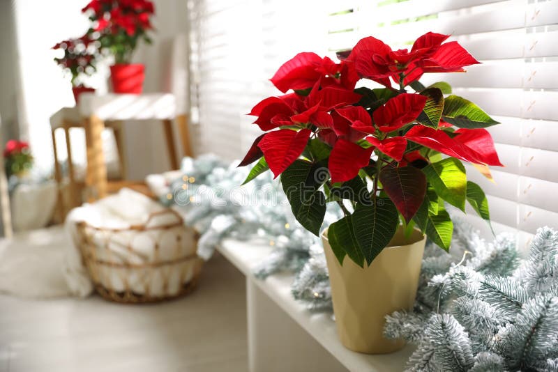 Fleur Traditionnelle De Noël De Belle Poinsettia Mise En Pot Et Décor De  Fête Sur Le Rebord De La Fenêtre à La Maison. L'espace Po Image stock -  Image du flore, potted: