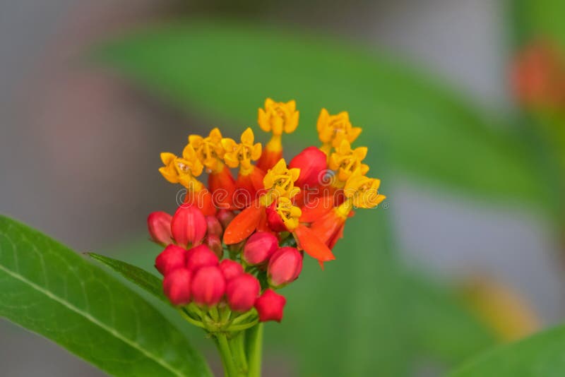 Fleur tropicale de milkweed de plan rapproché dans le bloodflower rose rouge jaune image libre de droits Fleur tropicale de milkweed de plan rapproché dans le bloodflower rose rouge jaune image libre de droits