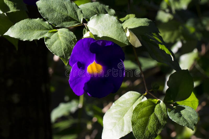 Fleur Tropicale Violette Et Jaune En Soleil De Coucher Du Soleil Usine  Exotique Dans Le Jardin Tropical Photo stock - Image du flore, floral:  109160876