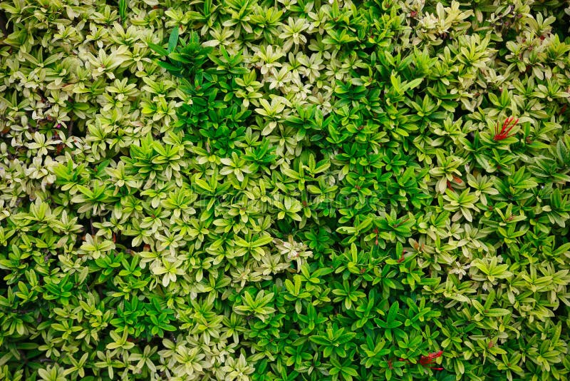 Fleur verte et feuille verte en nature pour le fond Concept de nature avec le secteur vide pour le texte se sentir décontracté da photographie stock
