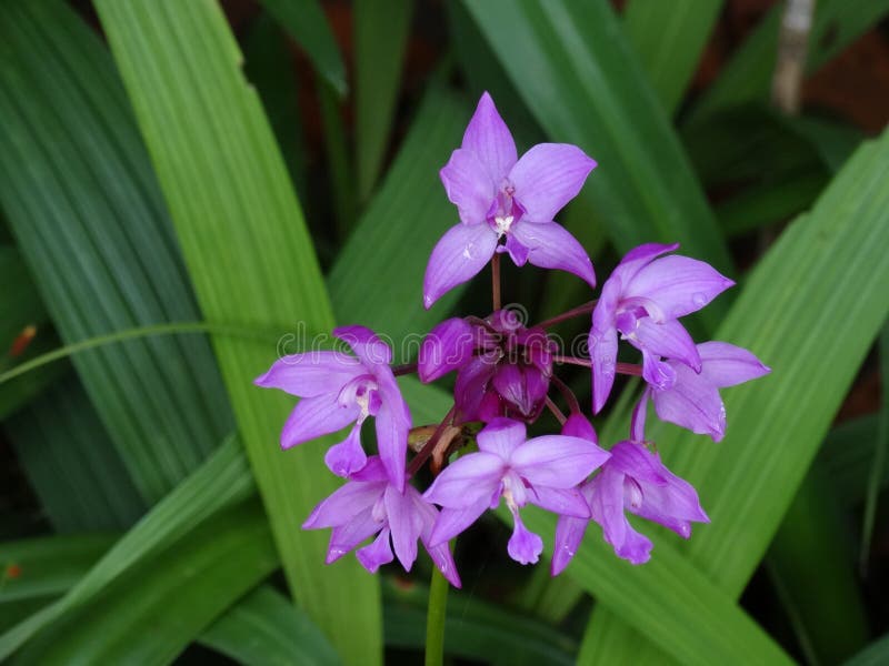 Fleur Violette D'Asie Du Sud-Est Photo stock - Image du rouge, orientation:  101277808