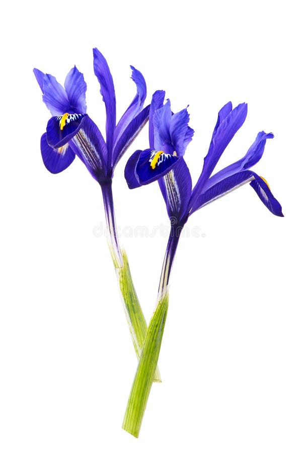 Fleur violette d'iris sur le fond blanc d'isolement photographie stock libre de droits Fleur violette d'iris sur le fond blanc d'isolement photographie stock libre de droits