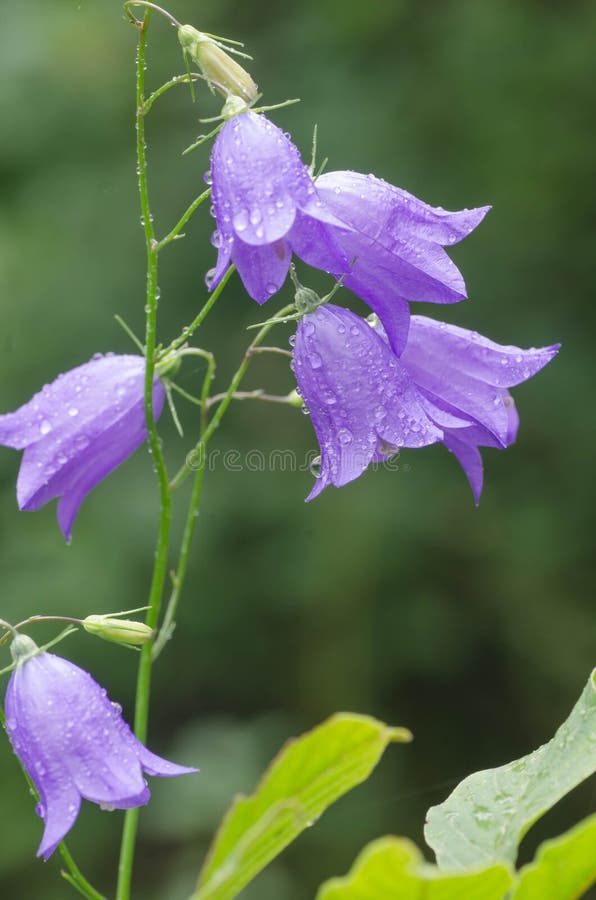 Fleur Violette Dans La Forêt Image stock - Image du jardinage, floraison:  74921629