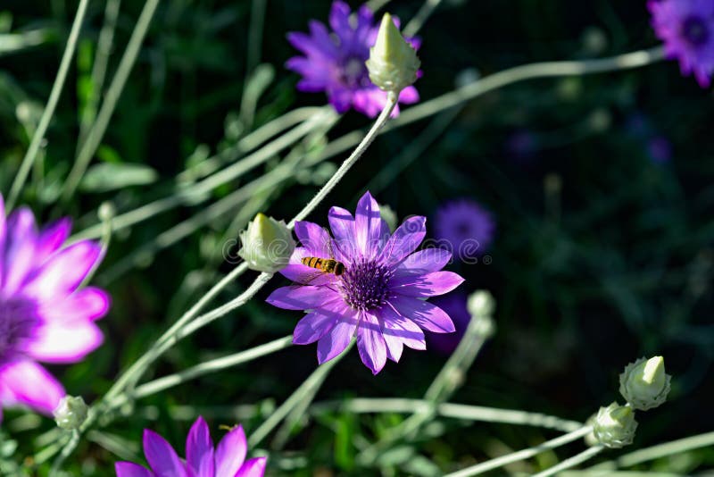 Fleur Violette De L'année éternelle Ou Immortelle Xeranthemum Annuum Macro  Focus Sélectif Image stock - Image du ornemental, vert: 224082013