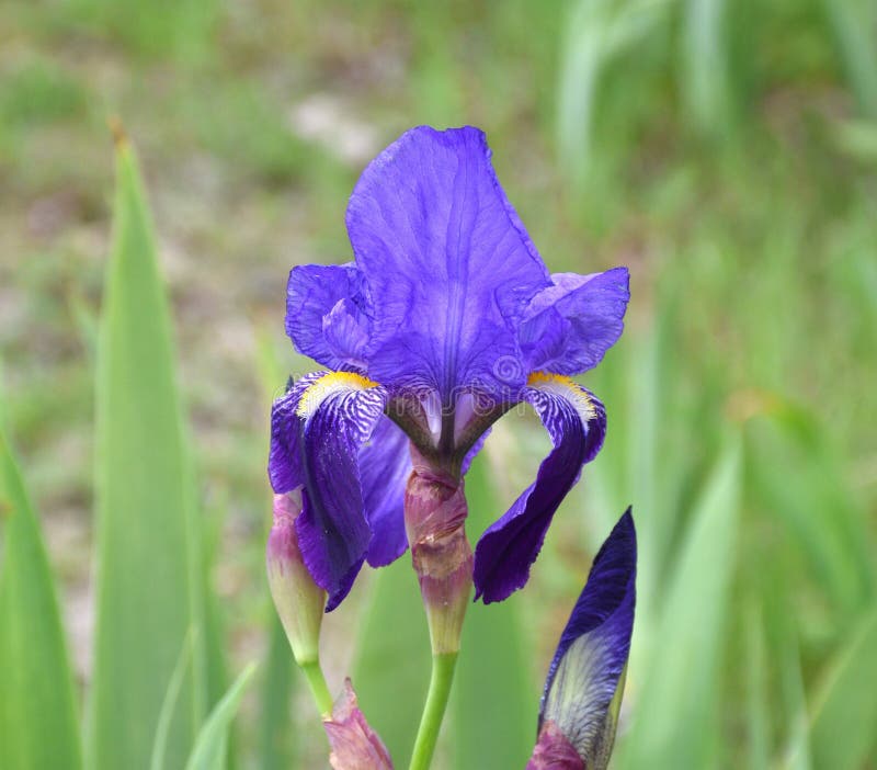 Fleur Violette De Lys Commun Iris Germanica. Photo stock - Image du commun,  fermer: 217732324