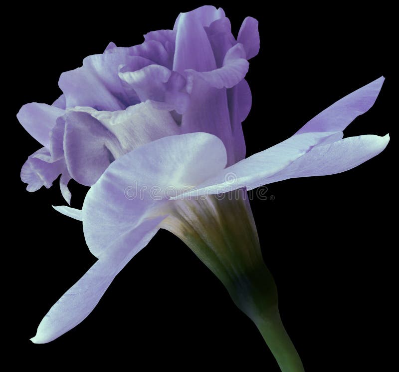 Fleur Violette De Narcisse D'isolement Sur Le Fond Noir Avec Le Chemin De  Coupure Plan Rapproché Vue De Côté Image stock - Image du configuration,  affiches: 117738683