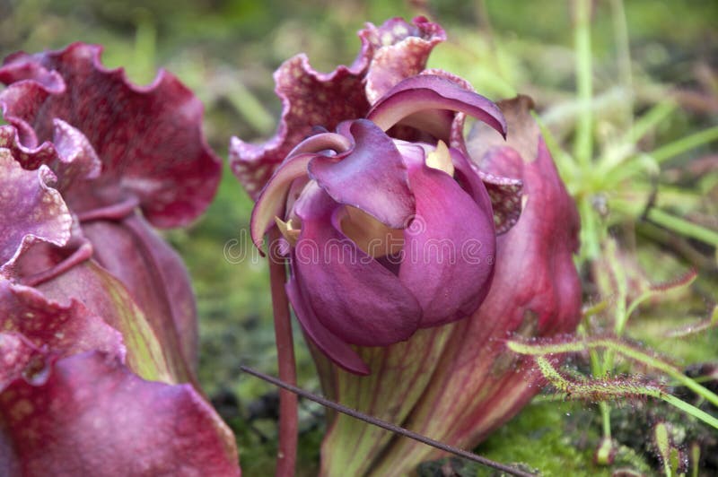 Fleur Violette De Pinkish D'une Plante En Piteux état Photo stock - Image  du carnivore, insectivore: 161033164