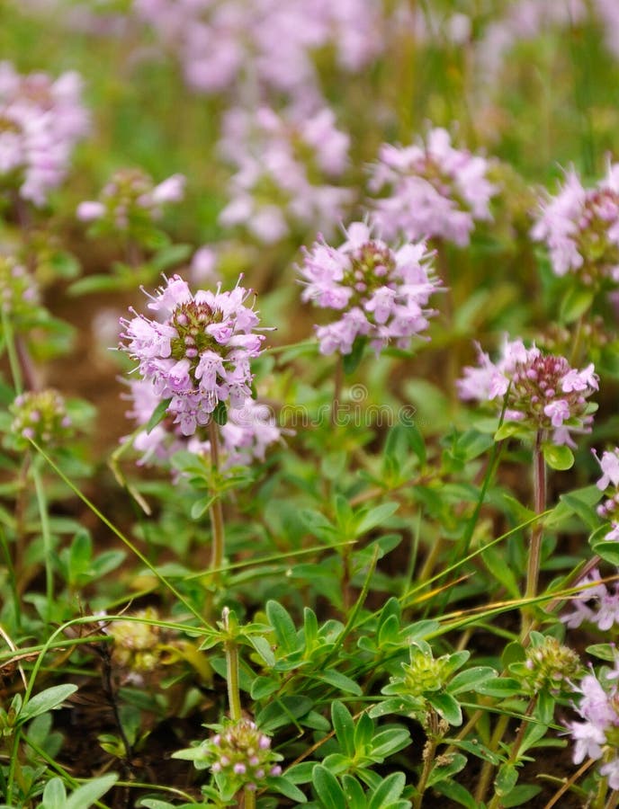 Fleur violette de thym image stock. Image du herbe, thym - 40092463