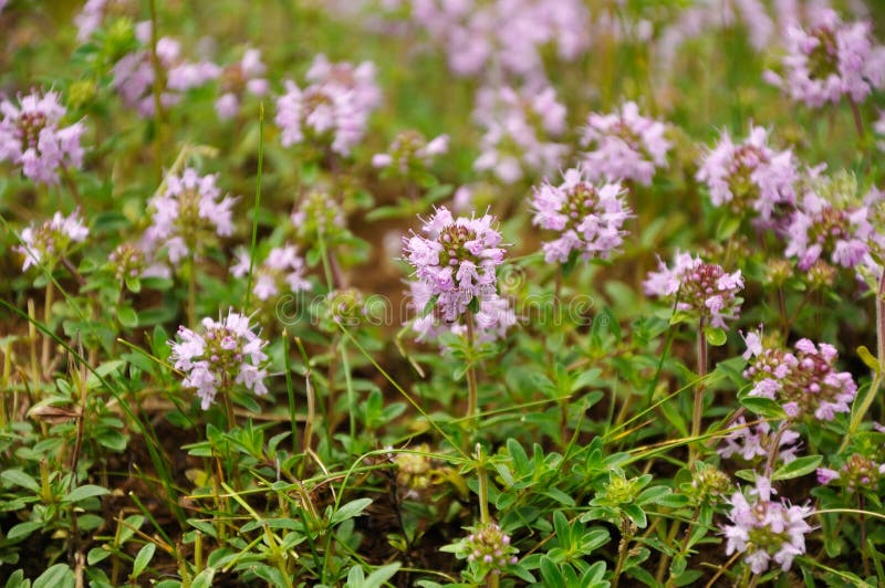 Fleur violette de thym image stock. Image du médecine - 40421071