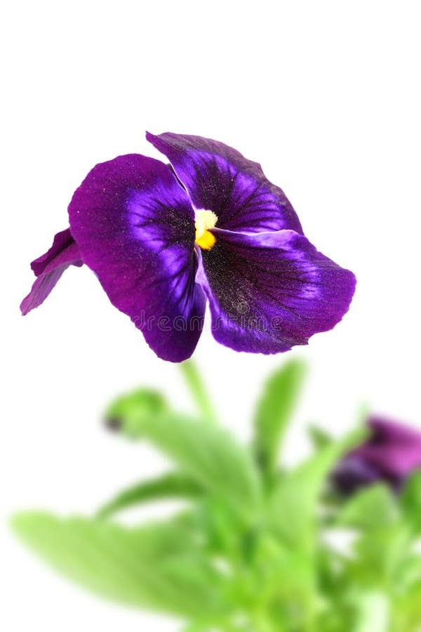 Fleur Violette Foncée De Pensée Photo stock - Image du baiser, contexte:  41375464
