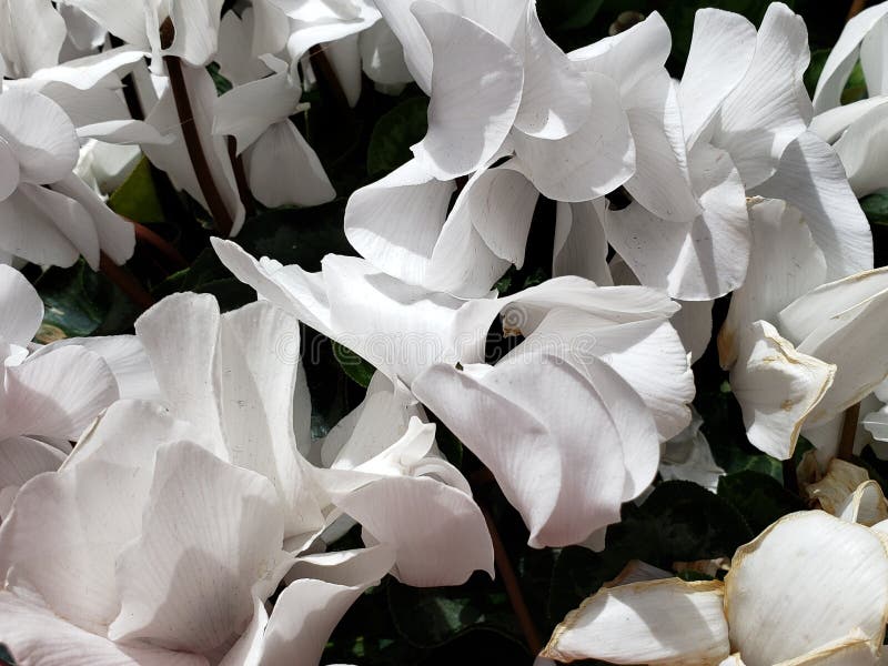 Fleur Violette Impériale Dans Le Pourpre Avec Le Bord Blanc Dans Un Jardin  Image stock - Image du durée, violette: 143856159